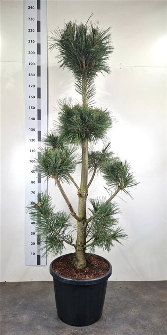 Pinus flex. 'Vanderwolf's Pyramid' - 160-180 CM Bonsai Cont.